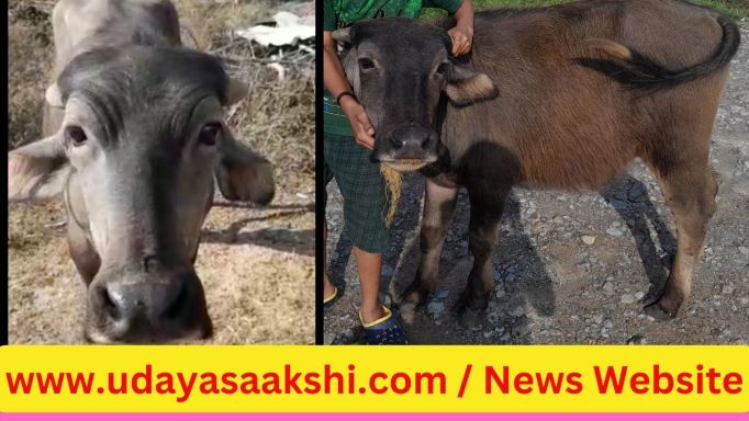 ಶಿವಮೊಗ್ಗ ನಗರದ ವಿನೋಬನಗರ ಪೊಲೀಸ್ ಠಾಣಾ ವ್ಯಾಪ್ತಿಯ ಸೋಮಿನಕೊಪ್ಪದ ಕೆ.ಹೆಚ್.ಬಿ ಪ್ರೆಸ್ ಕಾಲೋನಿ ಸುತ್ತಮುತ್ತಲಿನ ಪ್ರದೇಶಗಳಲ್ಲಿ, ಇತ್ತೀಚೆಗೆ ಜಾನುವಾರು ಕಳ್ಳರ ಹಾವಳಿ ಹೆಚ್ಚಾಗಿದೆ ಎಂದು ಸ್ಥಳೀಯ ಜಾನುವಾರು ಪಾಲಕರು ಅಳಲು ತೋಡಿಕೊಂಡಿದ್ದಾರೆ.