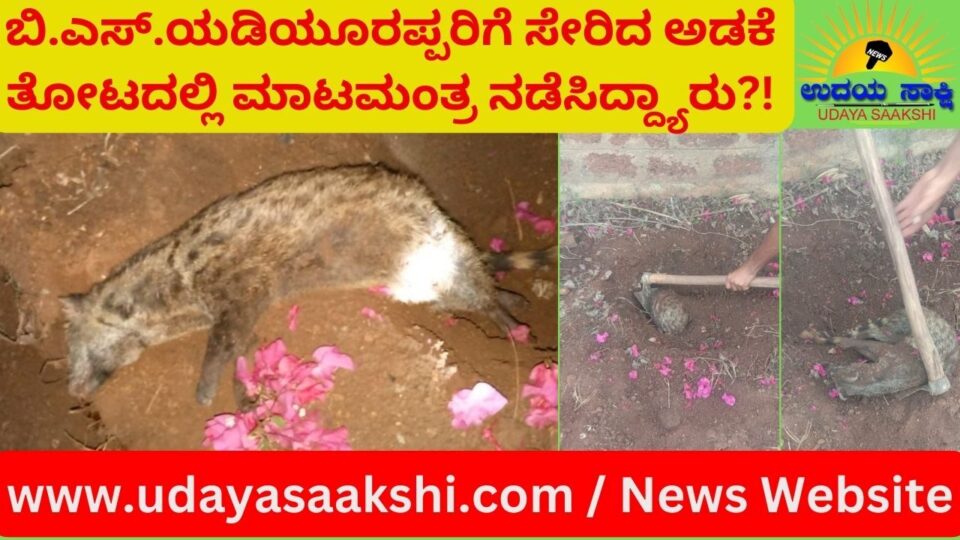 ಮಾಜಿ ಸಿಎಂ ಬಿ.ಎಸ್.ಯಡಿಯೂರಪ್ಪರಿಗೆ ಸೇರಿದ ಅಡಕೆ ತೋಟದಲ್ಲಿ ಪುನುಗು ಬೆಕ್ಕು ಸಾಯಿಸಿ ವಾಮಾಚಾರ! ‘ಕುಟುಂಬದವರಿಗೆ ಕೆಡಕುಂಟು ಮಾಡಲು ವಿರೋಧಿಗಳಿಂದ ಮಾಟಮಂತ್ರ’ – ಬಿ.ವೈ.ರಾಘವೇಂದ್ರ ಆರೋಪ ಶಿಕಾರಿಪುರ, ಮೇ 15: ಶಿಕಾರಿಪುರ ತಾಲೂಕಿನ ಬಂಡಿಭೈರನಹಳ್ಳಿ ಮಜಿರೆ ಸಿದ್ದಾಪುರ ಗ್ರಾಮದಲ್ಲಿರುವ, ಮಾಜಿ ಸಿಎಂ ಬಿ.ಎಸ್.ಯಡಿಯೂರಪ್ಪ ಕುಟುಂಬಕ್ಕೆ ಸೇರಿದ ಅಡಕೆ ತೋಟದಲ್ಲಿ ವಾಮಾಚಾರ ನಡೆಸಿರುವ ಘಟನೆಯೊಂದು ಬೆಳಕಿಗೆ ಬಂದಿದೆ! ಈ ಸಂಬಂಧ ತೋಟದದಲ್ಲಿ ಕಾರ್ಯನಿರ್ವಹಿಸುವ ಎಸ್.ಕೆ.ರಮೇಶ್ ಅವರು ಶಿಕಾರಿಪುರ ಗ್ರಾಮಾಂತರ ಪೊಲೀಸ್ ಠಾಣೆಯಲ್ಲಿ ದೂರು ದಾಖಲಿಸಿದ್ದಾರೆ. ಪೊಲೀಸರು ಎಫ್.ಐ.ಆರ್. ದಾಖಲಿಸಿಕೊಂಡು ತನಿಖೆ ಮುಂದುವರಿಸಿದ್ದಾರೆ. ಘಟನೆ ಹಿನ್ನೆಲೆ: ಮೇ 11 ರಂದು ರಾತ್ರಿ ಸರಿಸುಮಾರು 10 ಗಂಟೆಯಿಂದ 10.30 ರೊಳಗೆ ವಾಮಾಚಾರ ನಡೆಸಲಾಗಿದೆ. ಪುನಗು ಬೆಕ್ಕನ್ನು ಸಾಯಿಸಿ ತೋಟದಲ್ಲಿ ಗುಂಡಿ ತೆಗೆದು ಹೂಳಲಾಗಿದೆ. ಅದರ ಮೇಲೆ ಹೂವು ಮತ್ತೀತರ ಪೂಜಾ ಸಾಮಗ್ರಿಗಳನ್ನು ಹಾಕಲಾಗಿದೆ. ಅಂದು ರಾತ್ರಿಯೇ ವಾಮಾಚಾರ ನಡೆದಿರುವ ವಿಷಯ ಬಿ.ಎಸ್.ಯಡಿಯೂರಪ್ಪರ ಕುಟುಂಬ ಸದಸ್ಯರಿಗೆ ಗೊತ್ತಾಗಿದೆ.