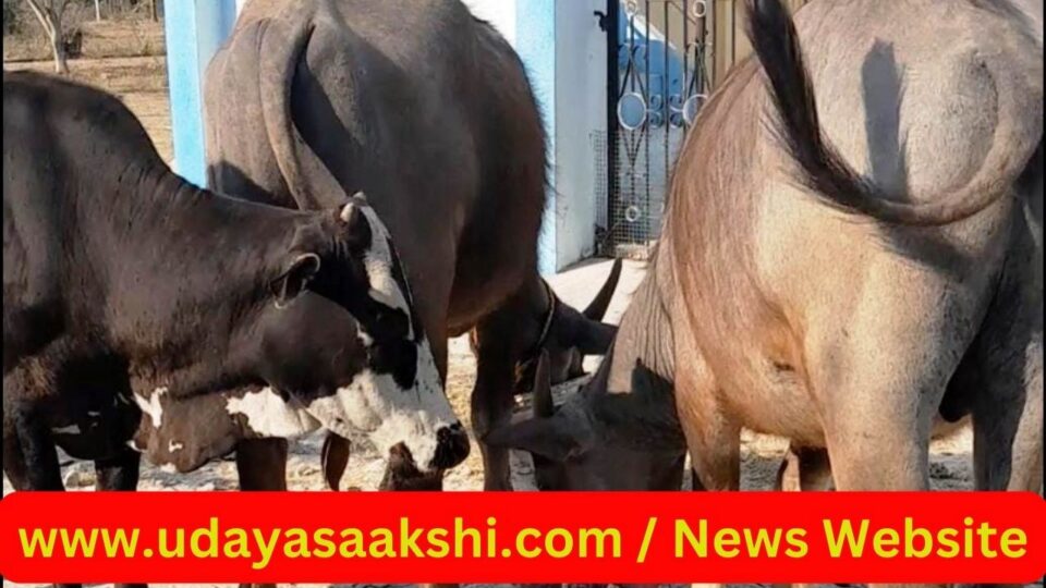 ಶಿವಮೊಗ್ಗ, ಮೇ 10: ರಾಷ್ಟ್ರೀಯ ಜಾನುವಾರು ರೋಗ ನಿಯಂತ್ರಣ ಕಾರ್ಯಕ್ರಮದಡಿ ಶಿವಮೊಗ್ಗ ಜಿಲ್ಲೆಯಾದ್ಯಂತ ಜಾನುವಾರುಗಳಲ್ಲಿ ಕಂದುರೋಗ ನಿಯಂತ್ರಣ ಕಾರ್ಯಕ್ರಮ ಹಮ್ಮಿಕೊಳ್ಳಲಾಗಿದೆ ಎಂದು ಪಶುಪಾಲನಾ ಇಲಾಖೆ ಉಪ ನಿರ್ದೇಶಕ ಡಾ. ಶಿವಯೋಗಿ ಬಿ ಯಲಿ ತಿಳಿಸಿದ್ದಾರೆ. ಕಂದುರೋಗವು ಪ್ರಾಣಿಜನ್ಯರೋಗವಾಗಿದ್ದು, ರಾಸುಗಳಲ್ಲಿ ಈ ರೋಗದಿಂದ ಗರ್ಭ ಧರಿಸಿದ ಹಸುಗಳು 6 ತಿಂಗಳ ನಂತರ ಕಂದು ಹಾಕಬಹುದು. ಅವುಗಳ ಗರ್ಭ ಸ್ರಾವದಿಂದ ಮತ್ತು ಹಸಿ ಹಾಲನ್ನು ಹಾಗೆಯೇ ಉಪಯೋಗಿಸುವುದರಿಂದ ರೋಗವು ಮನುಷ್ಯರಿಗೂ ಹರಡಬಹುದು. ಸದರಿ ರೋಗವು ಮನುಷ್ಯರಿಗೆ ಬಂದರೆ ಸಂತಾನೋತ್ಪತ್ತಿ ಶಕ್ತಿಯನ್ನು ಕಳೆದುಕೊಳ್ಳುತ್ತಾರೆ ಎಂದು ಮಾಹಿತಿ ನೀಡಿದ್ದಾರೆ.