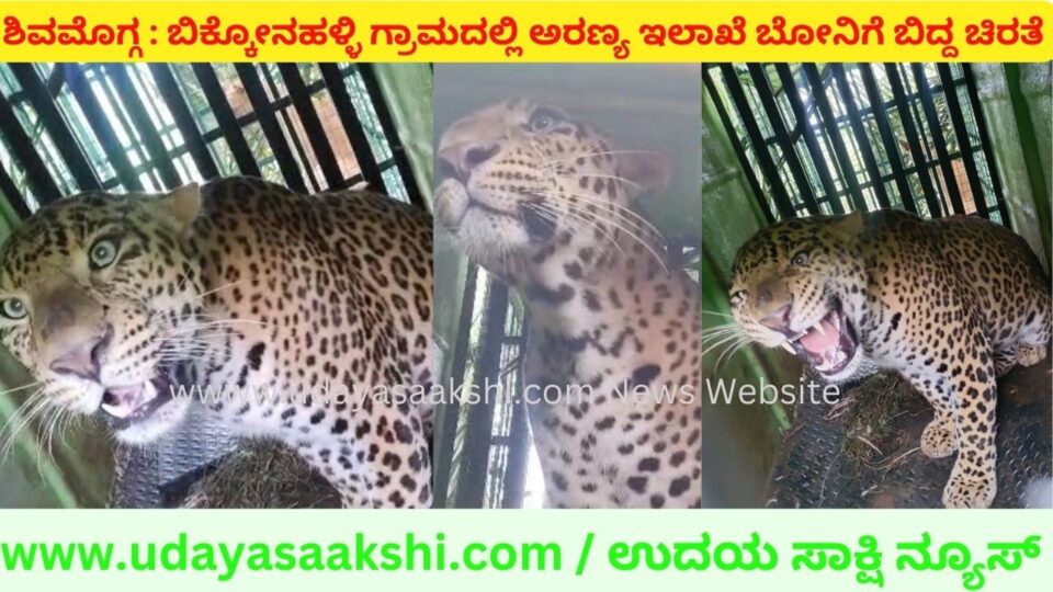 ಶಿವಮೊಗ್ಗ : ಕೊನೆಗೂ ಬೋನಿಗೆ ಬಿದ್ದ ಗಂಡು ಚಿರತೆ!