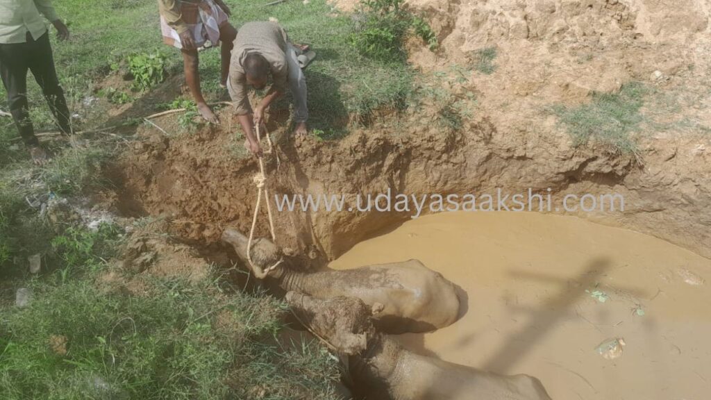 ನಿರ್ಜನ ಪ್ರದೇಶದಲ್ಲಿ ನೀರಿನ ಗುಂಡಿಗೆ ಬಿದ್ದಿದ್ದ ಎಮ್ಮೆಗಳ ರಕ್ಷಣೆ!