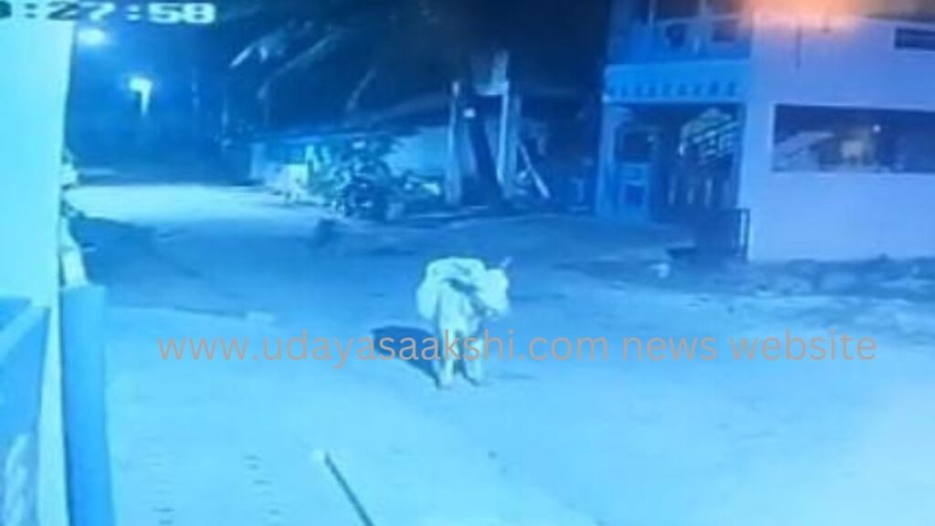 ಸ್ಕಾರ್ಪಿಯೋ ಕಾರಲ್ಲಿ ಆಗಮಿಸಿ ಜಾನುವಾರುಗಳ ಕಳವು..! 
*ಸಿಸಿ ಕ್ಯಾಮರಾದಲ್ಲಿ ಸೆರೆಯಾದ ದೃಶ್ಯ!!
