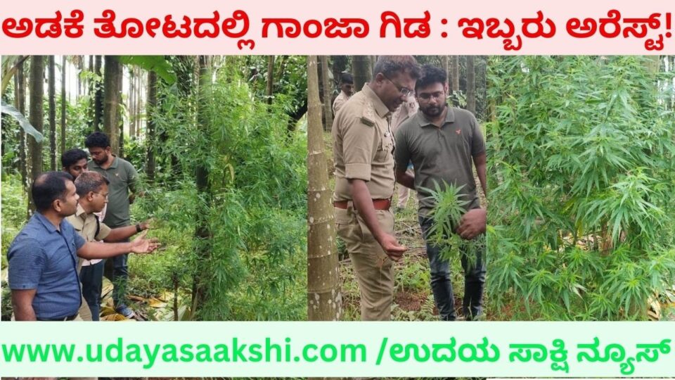 ತೀರ್ಥಹಳ್ಳಿ : ಅಡಕೆ ತೋಟದಲ್ಲಿ ಗಾಂಜಾ ಗಿಡ ಬೆಳೆದಿದ್ದ ಇಬ್ಬರು ಅರೆಸ್ಟ್!