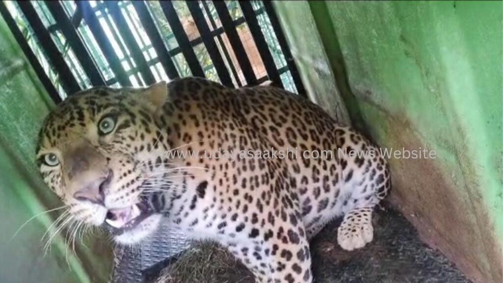 ಶಿವಮೊಗ್ಗ : ಕೊನೆಗೂ ಬೋನಿಗೆ ಬಿದ್ದ ಗಂಡು ಚಿರತೆ!