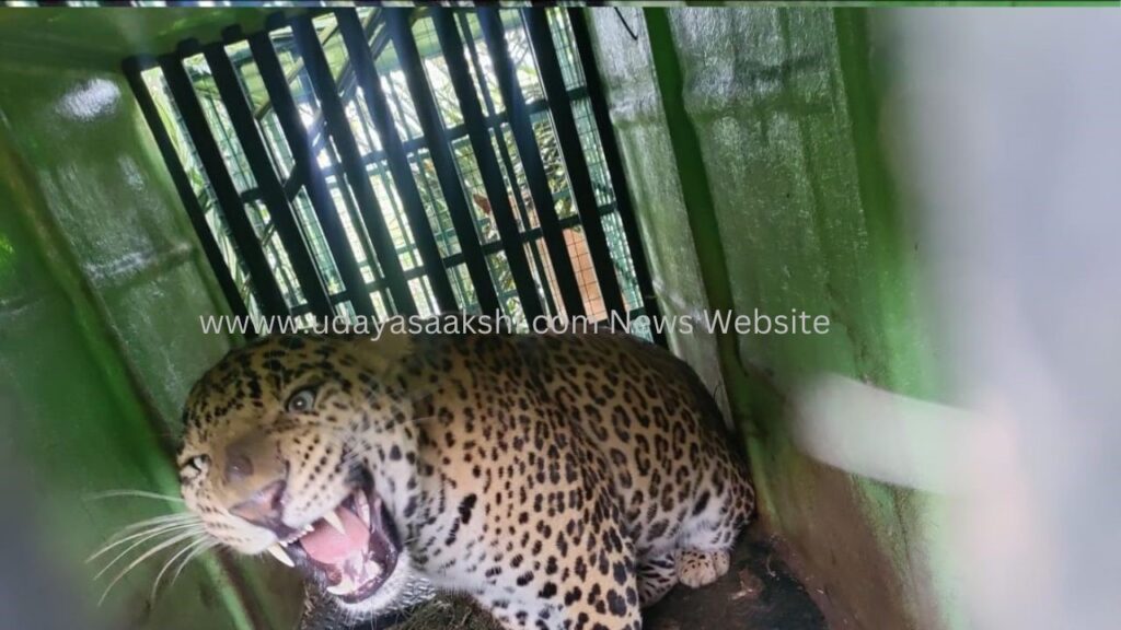 ಶಿವಮೊಗ್ಗ : ಕೊನೆಗೂ ಬೋನಿಗೆ ಬಿದ್ದ ಗಂಡು ಚಿರತೆ!