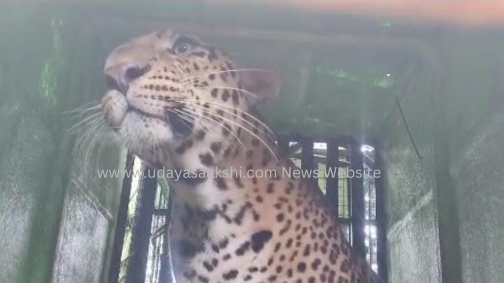 ಶಿವಮೊಗ್ಗ : ಕೊನೆಗೂ ಬೋನಿಗೆ ಬಿದ್ದ ಗಂಡು ಚಿರತೆ!