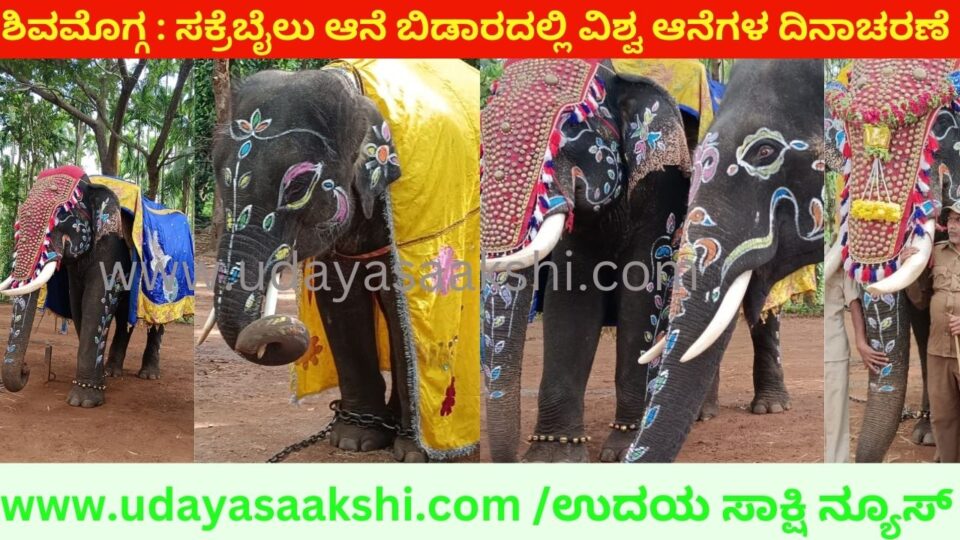 ಶಿವಮೊಗ್ಗ ಸಕ್ರೆಬೈಲು ಆನೆ ಬಿಡಾರದಲ್ಲಿ ವಿಶ್ವ ಆನೆಗಳ ದಿನಾಚರಣೆ