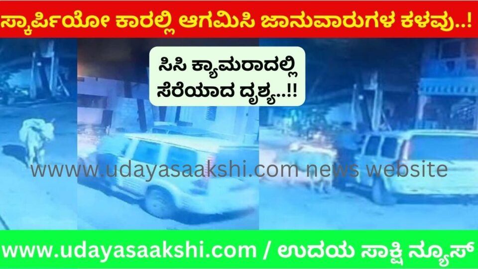 ಸ್ಕಾರ್ಪಿಯೋ ಕಾರಲ್ಲಿ ಆಗಮಿಸಿ ಜಾನುವಾರುಗಳ ಕಳವು..! *ಸಿಸಿ ಕ್ಯಾಮರಾದಲ್ಲಿ ಸೆರೆಯಾದ ದೃಶ್ಯ!!