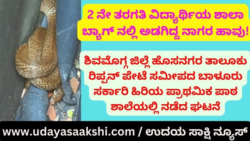 2 ನೇ ತರಗತಿ ವಿದ್ಯಾರ್ಥಿಯ ಶಾಲಾ ಬ್ಯಾಗ್ ನಲ್ಲಿ ಅಡಗಿದ್ದ ನಾಗರಹಾವು!