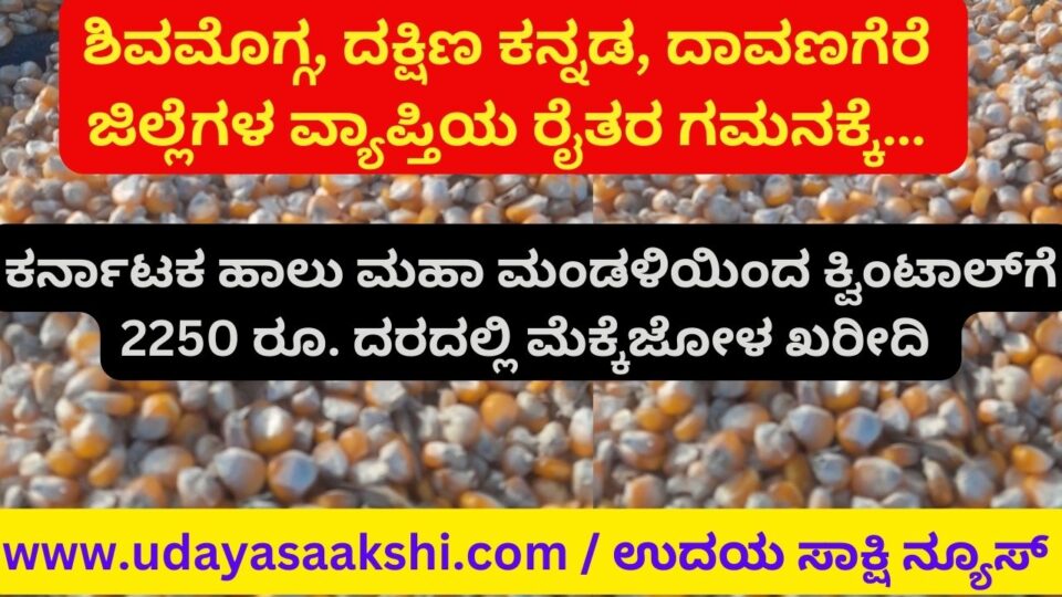 2250 per quintal. Maize purchase at price ಶಿವಮೊಗ್ಗ ದಕ್ಷಿಣ ಕನ್ನಡ ದಾವಣಗೆರೆ ಜಿ‍ಲ್ಲೆಗಳ ವ್ಯಾಪ್ತಿಯ ರೈತರ ಗಮನಕ್ಕೆ ಕರ್ನಾಟಕ ಹಾಲು ಮಹಾಮಂಡಳಿಯಿಂದ ಕ್ವಿಂಟಾಲ್ಗೆ 2250 ರೂ. ದರದಲ್ಲಿ ಮೆಕ್ಕೆಜೋಳ ಖರೀದಿ