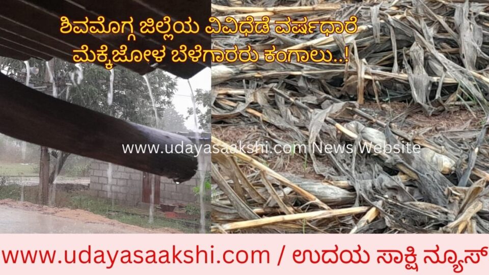 Shimoga: Maize crop is falling due to rain! ಶಿವಮೊಗ್ಗ ಜಿಲ್ಲೆಯ ವಿವಿಧೆಡೆ ವರ್ಷಧಾರೆ : ಮೆಕ್ಕೆಜೋಳ ಬೆಳೆಗಾರರು ಕಂಗಾಲು..! Shimoga: Maize crop is falling due to rain
