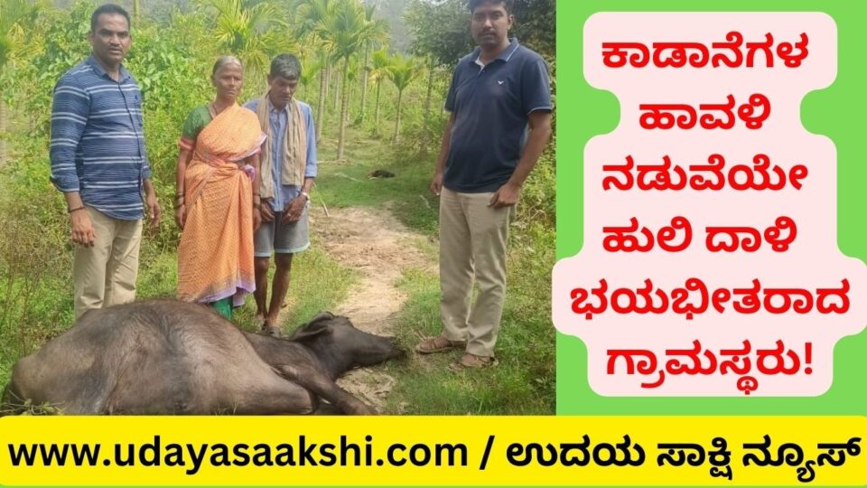 On the one hand the attack of elephants and on the other hand the attack of tigers ಒಂದೆಡೆ ಕಾಡಾನೆಗಳ ದಾಳಿ ಮತ್ತೊಂದೆಡೆ ಹುಲಿ ದಾಳಿ : ಭಯಭೀತರಾದ ಗ್ರಾಮಸ್ಥರು!