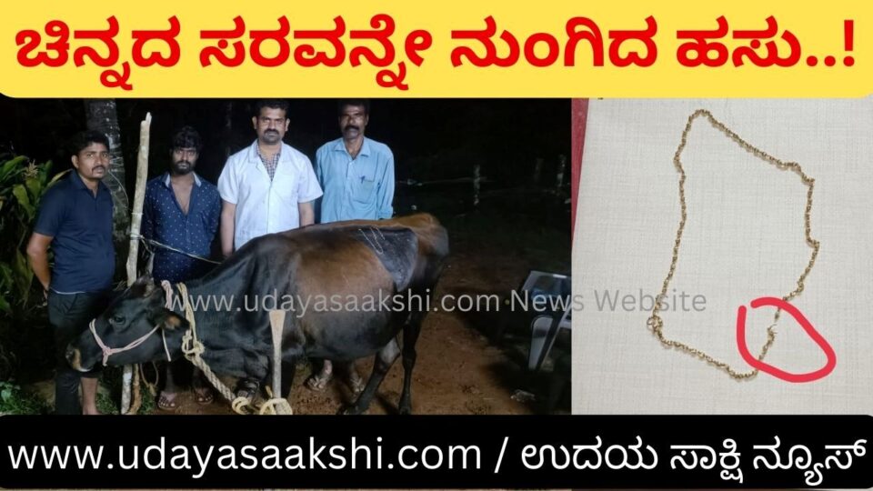 A cow swallowed a gold chain weighing 12 grams..! ಪೂಜೆಗಿಟ್ಟಿದ್ದ 12 ಗ್ರಾಂ ತೂಕದ ಚಿನ್ನದ ಸರವನ್ನೇ ನುಂಗಿದ ಹಸು..!