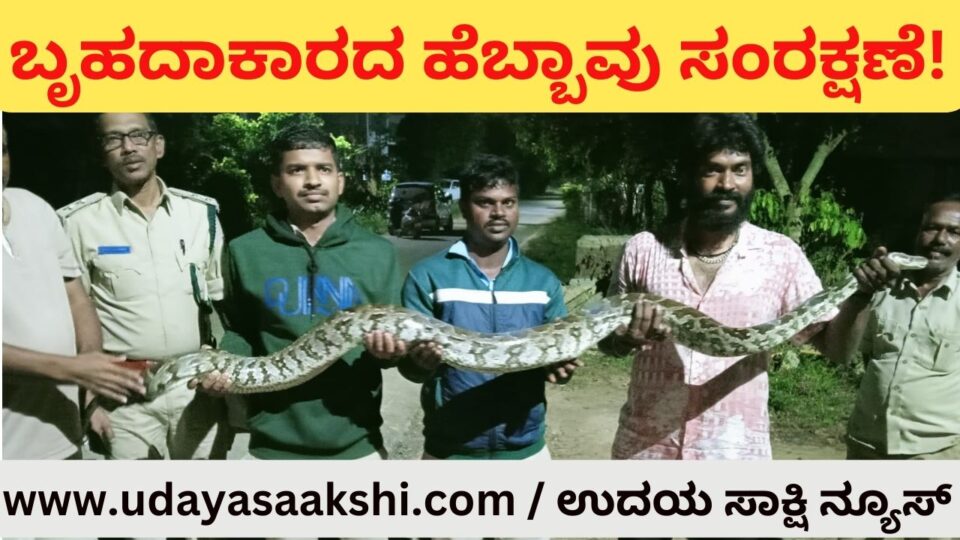 Conservation of eight and a half feet long colossal python in Shimoga! ಶಿವಮೊಗ್ಗದಲ್ಲಿ ಎಂಟೂವರೆ ಅಡಿ ಉದ್ದದ ಬೃಹದಾಕಾರದ ಹೆಬ್ಬಾವು ಸಂರಕ್ಷಣೆ!