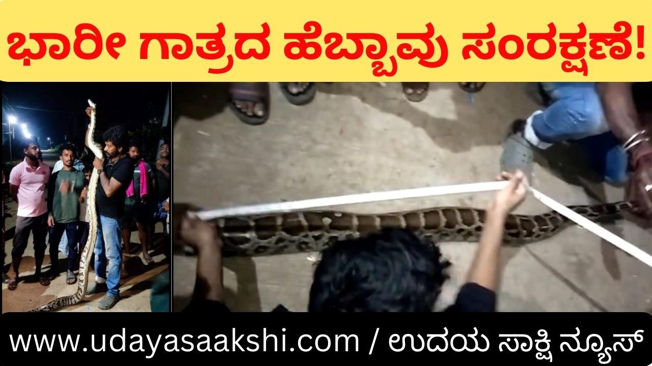 Heavy size python conservation! ನ್ಯಾಮತಿ ಬಳಿಯ ದೊಡ್ಡೇರಿಯಲ್ಲಿ ಭಾರೀ ಗಾತ್ರದ ಹೆಬ್ಬಾವು ಸಂರಕ್ಷಣೆ!