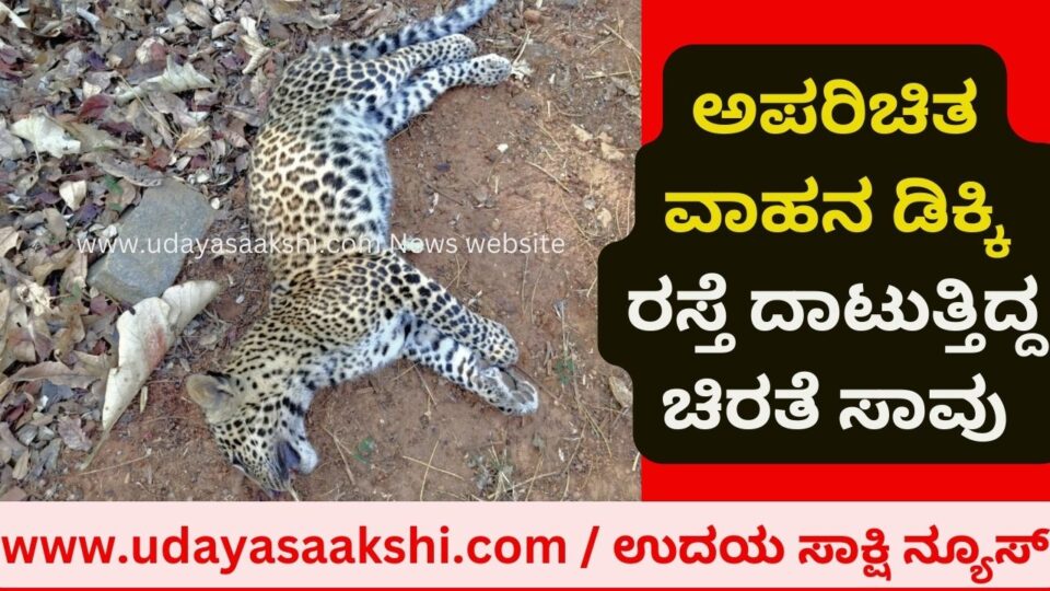 Unidentified vehicle collision: A leopard was killed while crossing the road ಅಪರಿಚಿತ ವಾಹನ ಡಿಕ್ಕಿ : ರಸ್ತೆ ದಾಟುತ್ತಿದ್ದ ಚಿರತೆ ಸಾವು
