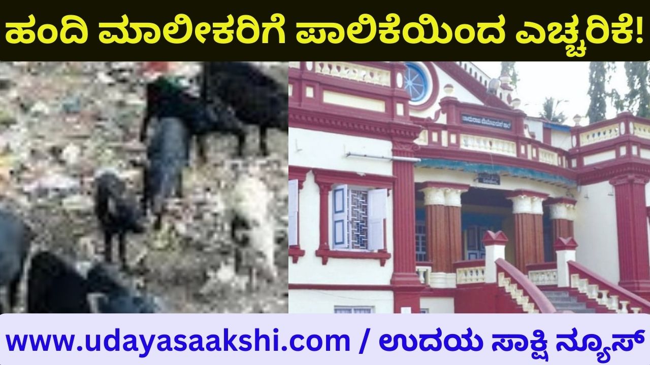 shimoga : warning from the corporation to pig owners! ಶಿವಮೊಗ್ಗ : ಹಂದಿ ಮಾಲೀಕರಿಗೆ ಪಾಲಿಕೆಯಿಂದ ಎಚ್ಚರಿಕೆ!