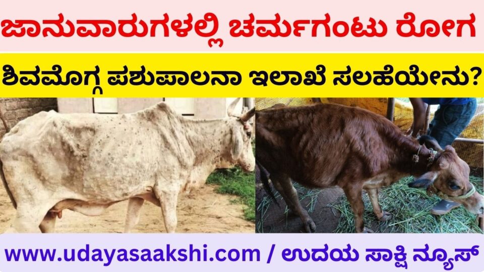 Skin nodule disease in cattle: What is the advice of Shimoga Animal Husbandry Department? ಜಾನುವಾರುಗಳಲ್ಲಿ ಚರ್ಮಗಂಟು ರೋಗ : ಶಿವಮೊಗ್ಗ ಪಶುಪಾಲನಾ ಇಲಾಖೆ ಸಲಹೆಯೇನು? lumpy skin disease