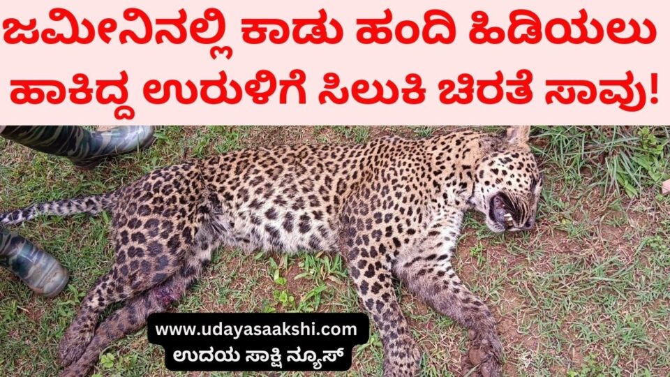 A leopard died after getting caught in a trap that was used to catch a wild boar in the farm! ಜಮೀನಿನಲ್ಲಿ ಕಾಡು ಹಂದಿ ಹಿಡಿಯಲು ಹಾಕಿದ್ದ ಉರುಳಿಗೆ ಸಿಲುಕಿ ಚಿರತೆ ಸಾವು!