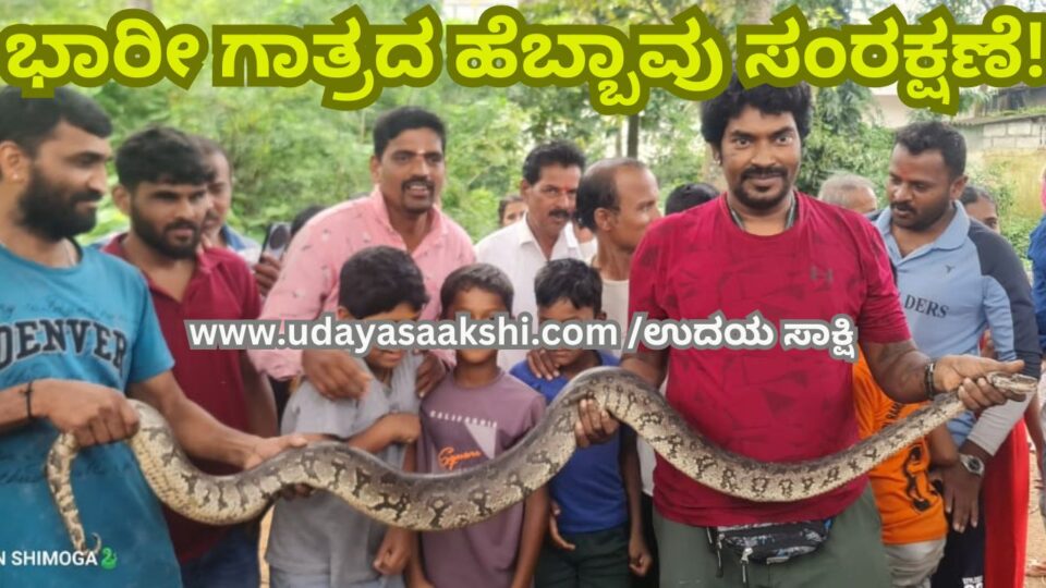 Shimoga: Preservation of huge python! ಶಿವಮೊಗ್ಗ : ಭಾರೀ ಗಾತ್ರದ ಹೆಬ್ಬಾವು ಸಂರಕ್ಷಣೆ!