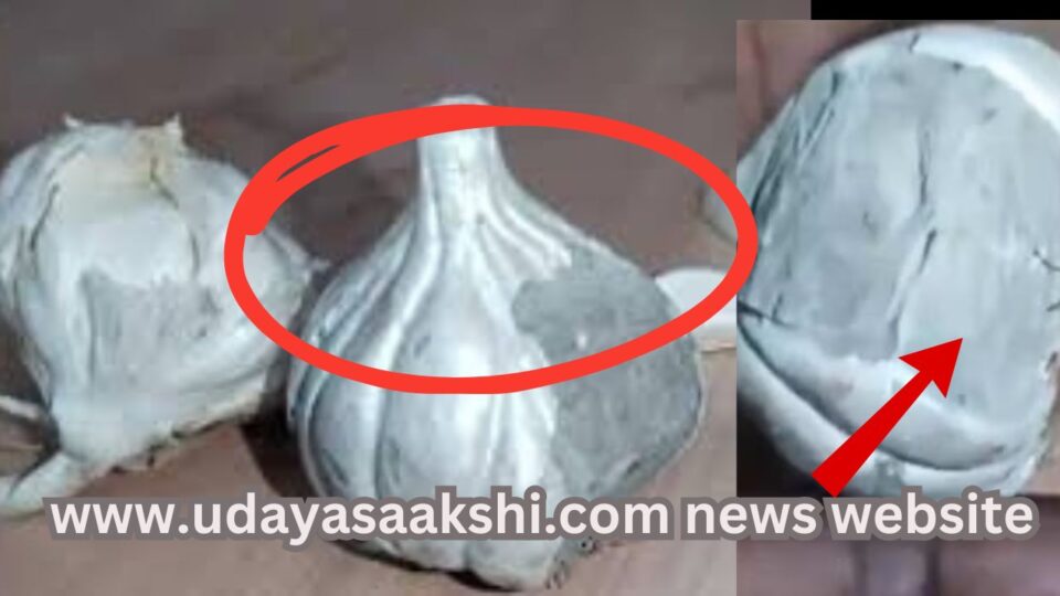 fake galic made with cement ದಂಧೆಕೋರರ ಕರಾಮತ್ತು : ಮಾರುಕಟ್ಟೆಗೆ ಬಂದಿದೆ ಸಿಮೆಂಟ್ ಬೆಳ್ಳುಳ್ಳಿ..!