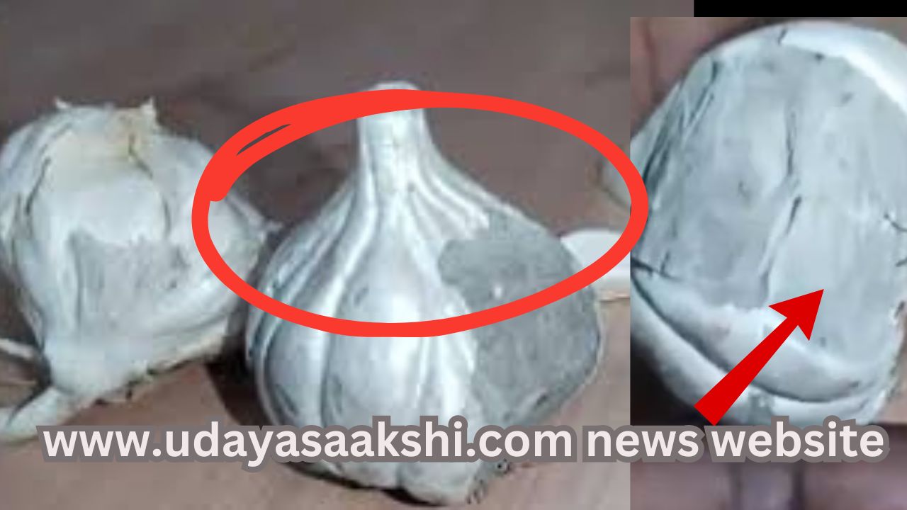 fake galic made with cement ದಂಧೆಕೋರರ ಕರಾಮತ್ತು : ಮಾರುಕಟ್ಟೆಗೆ ಬಂದಿದೆ ಸಿಮೆಂಟ್ ಬೆಳ್ಳುಳ್ಳಿ..!