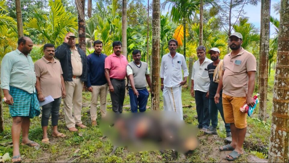 shimoga | A leopard attacked a cow tied in a barn! ಕೊಟ್ಟಿಗೆಯಲ್ಲಿ ಕಟ್ಟಿದ್ದ ಹಸುವಿನ ಮೇಲೆ ಚಿರತೆ ದಾಳಿ!