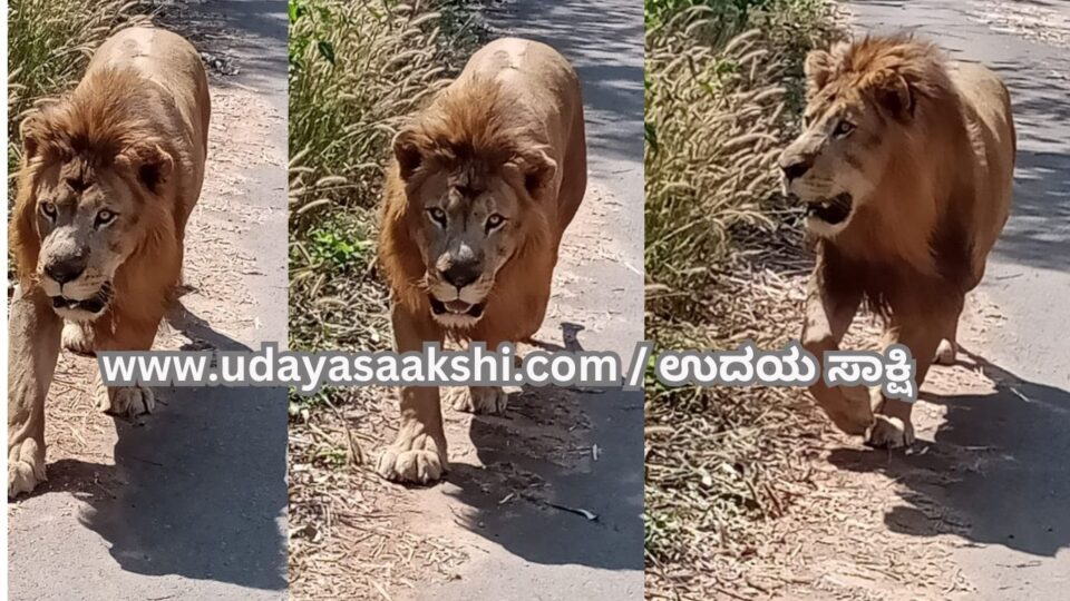 The lion of Lion Safari who was sick died! ಅನಾರೋಗ್ಯದಿಂದ ಬಳಲುತ್ತಿದ್ದ ಲಯನ್ ಸಫಾರಿಯ ಸಿಂಹ ಸಾವು!