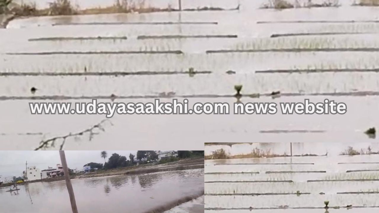 Lake water entered the fields in Shimoga's Bommanakatte! ಶಿವಮೊಗ್ಗದ ಬೊಮ್ಮನಕಟ್ಟೆಯಲ್ಲಿ ಗದ್ದೆಗಳಿಗೆ ನುಗ್ಗಿದ ಕೆರೆ ನೀರು!