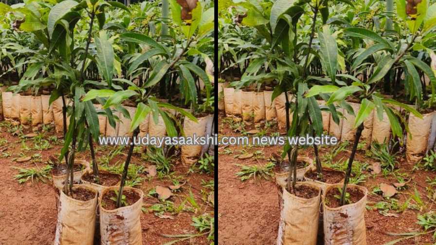 Agumbe – alphonso mango sapling available at discount price ಆಗುಂಬೆ - ರಿಯಾಯಿತಿ ದರದಲ್ಲಿ ಆಲ್ಫೋನ್ಸ ಮಾವಿನ ಸಸಿ ಲಭ್ಯ