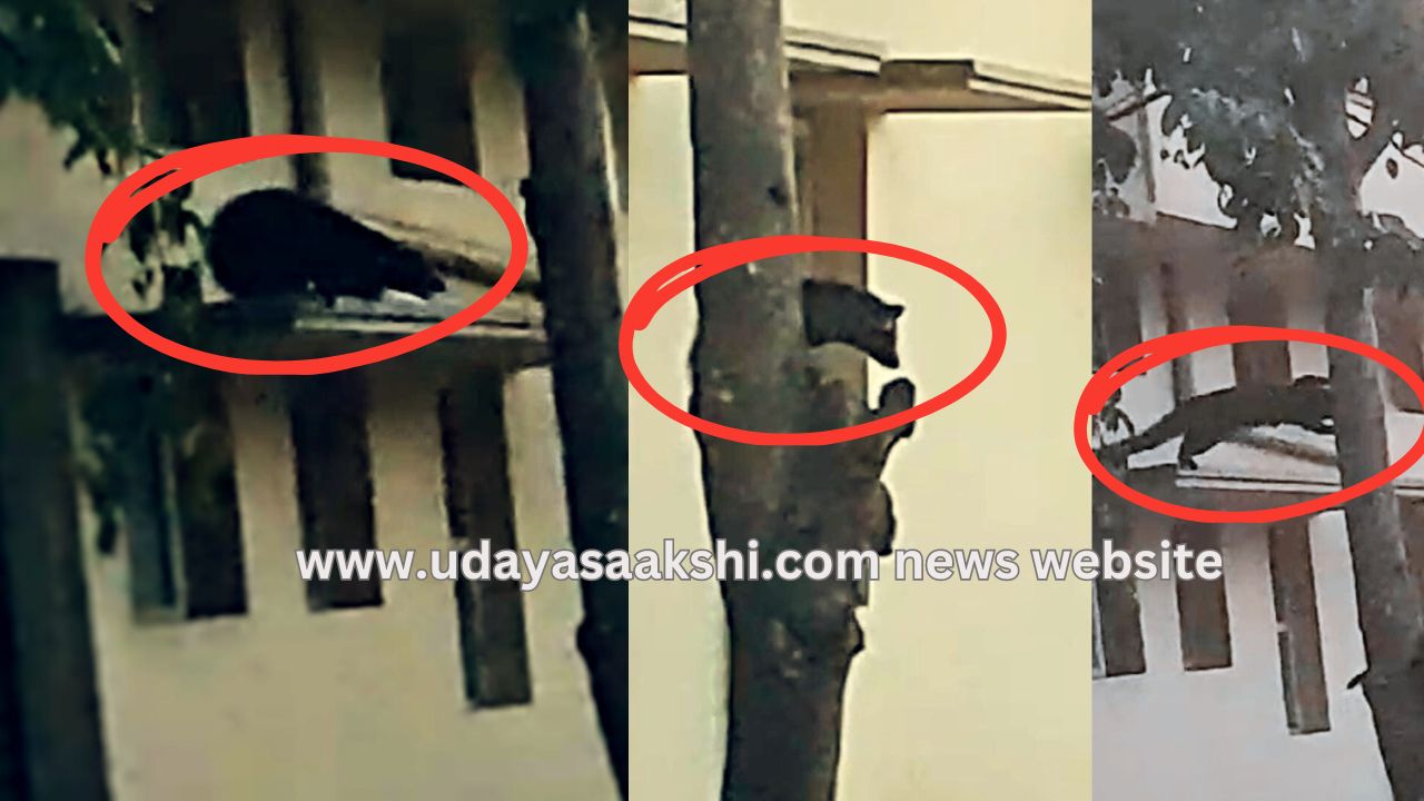 Shimoga : Punugu cat that has aroused curiosity among the citizens?! ಶಿವಮೊಗ್ಗ : ನಾಗರೀಕರಲ್ಲಿ ಕುತೂಹಲ ಮೂಡಿಸಿದ ಪುನುಗು ಬೆಕ್ಕು?!