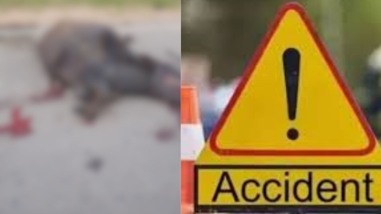 Shimoga - Unknown vehicle collision : Buffalo died on the spot! ಶಿವಮೊಗ್ಗ - ಅಪರಿಚಿತ ವಾಹನ ಡಿಕ್ಕಿ : ಸ್ಥಳದಲ್ಲಿಯೇ