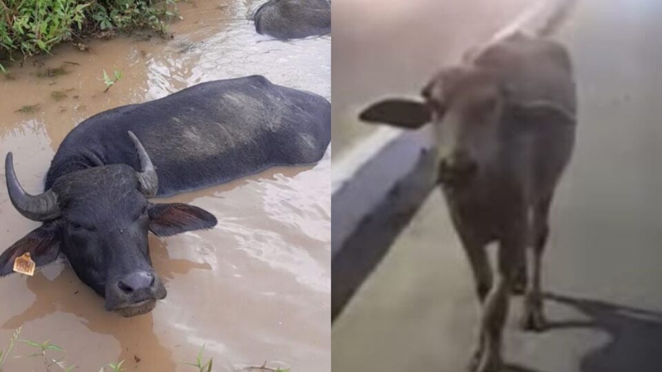 Shimoga: Three-and-a-half-year-old Kona (turmeric-colored tag on ear) and two-and-a-half-year-old buffalo Manaka (purple fruit-colored tag on ear, white complexion) left in the name of God have gone missing.