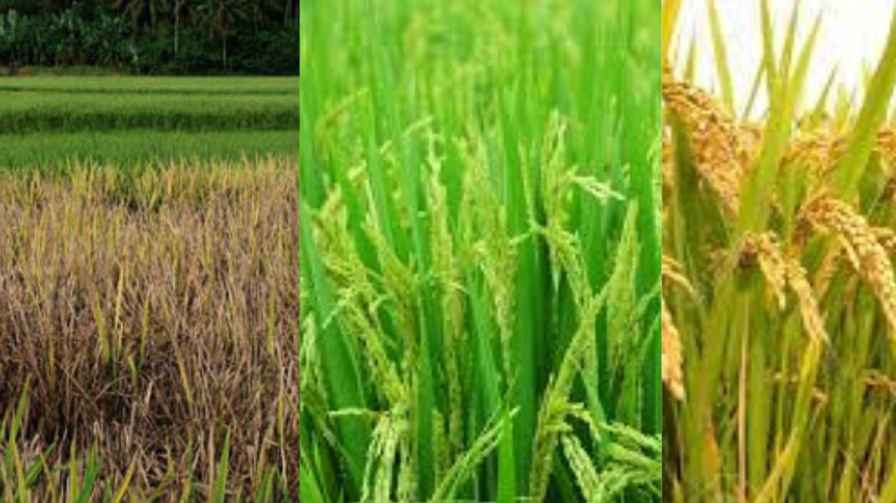 ಬೆಂಬಲ ಬೆಲೆಯಡಿ ಭತ್ತ ಖರೀದಿ : ಶಿವಮೊಗ್ಗ ಡಿಸಿ ಪ್ರಕಟಣೆಯೇನು?