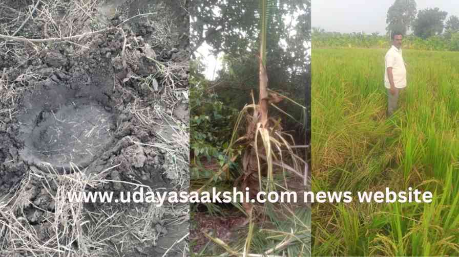 The attack of wild elephants continued in different parts of Shimoga taluk! ಶಿವಮೊಗ್ಗ ತಾಲೂಕಿನ ವಿವಿಧೆಡೆ ಮುಂದುವರಿದ ಕಾಡಾನೆಗಳ ದಾಳಿ!