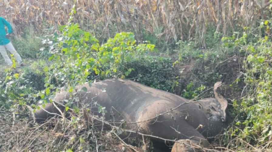 Shivamogga: Suspicious death of a wild elephant! ಶಿವಮೊಗ್ಗ : ಕಾಡಾನೆಯ ಅನುಮಾನಾಸ್ಪದ ಸಾವು!