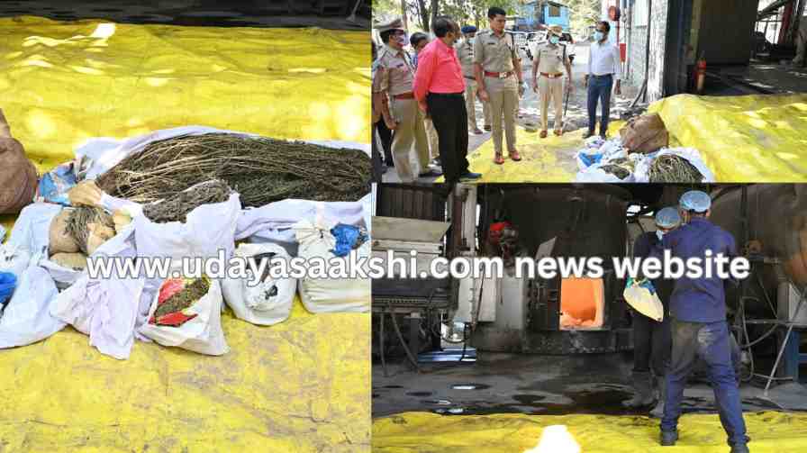 shimoga | Shimoga: The police department destroyed a large amount of cannabis! shimoga | ಶಿವಮೊಗ್ಗ : ಭಾರೀ ಪ್ರಮಾಣದ ಗಾಂಜಾ ನಾಶಗೊಳಿಸಿದ ಪೊಲೀಸ್ ಇಲಾಖೆ!