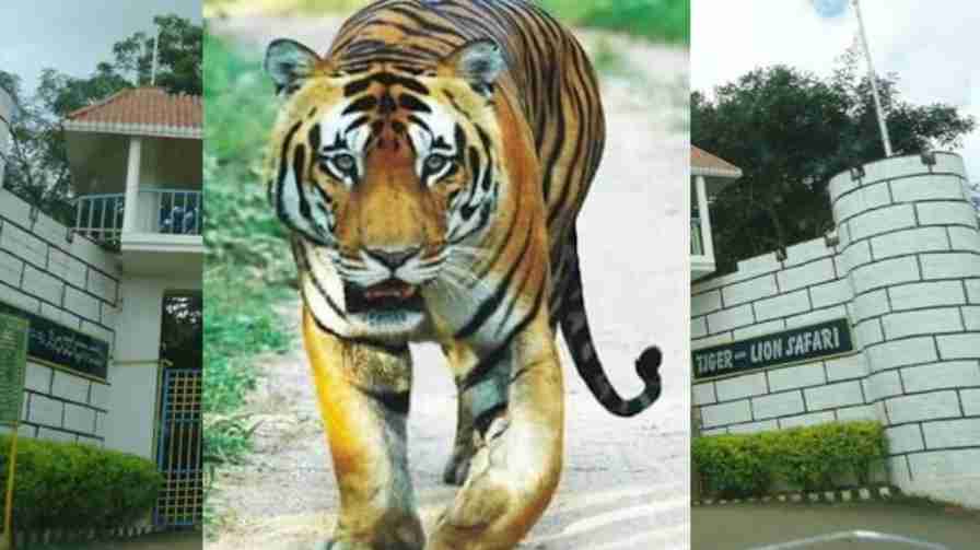 shimoga | Shimoga: Lion Safari's only male tiger dies - what is the reason? shimoga | ಶಿವಮೊಗ್ಗ : ಲಯನ್ ಸಫಾರಿಯ ಏಕೈಕ ಗಂಡು ಹುಲಿ ಸಾವು – ಕಾರಣವೇನು?