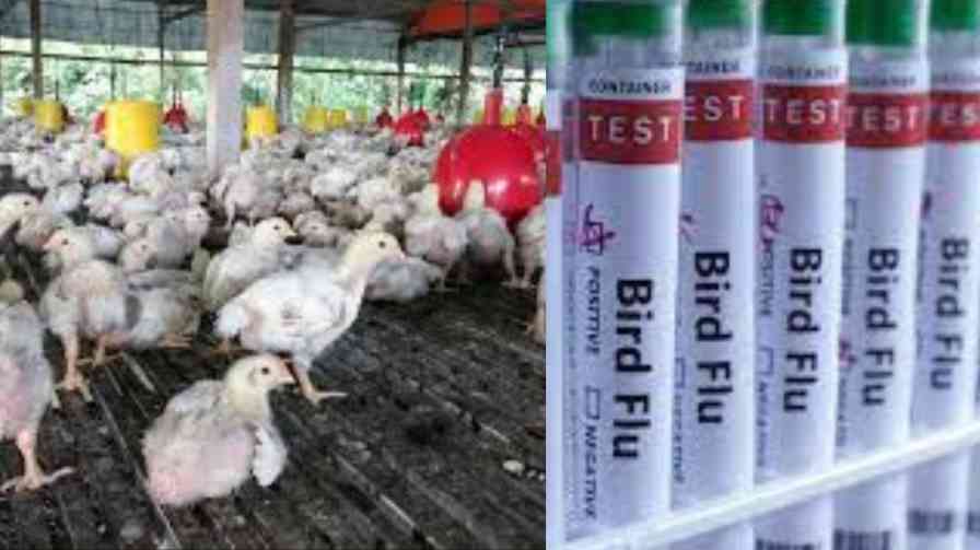 shimoga | bird flu : What are the precautionary measures taken in Shimoga district? shimoga | ಹಕ್ಕಿಜ್ವರ : ಶಿವಮೊಗ್ಗ ಜಿಲ್ಲೆಯಲ್ಲಿ ಕೈಗೊಳ್ಳಲಾಗಿರುವ ಮುನ್ನೆಚ್ಚರಿಕೆ ಕ್ರಮಗಳೇನು?