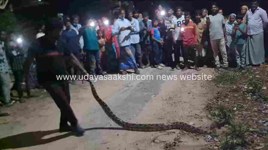 shimoga | Shivamogga: Giant python conservation! shimoga | ಶಿವಮೊಗ್ಗ : ಬೃಹದಾಕಾರದ ಹೆಬ್ಬಾವು ಸಂರಕ್ಷಣೆ!