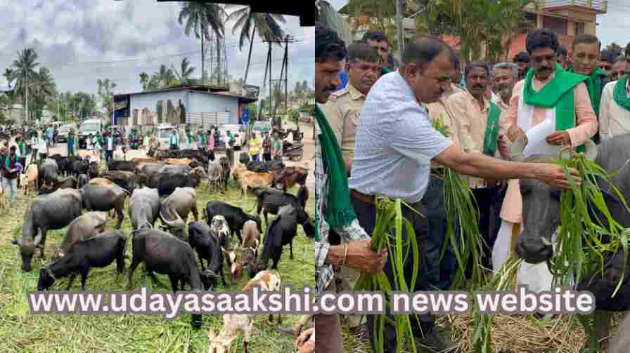 The forest department officials fed fodder to the buffaloes and cows that broke into the office..! ಸಾಗರ | ಕಚೇರಿಗೆ ನುಗ್ಗಿದ ಎಮ್ಮೆ, ಆಕಳುಗಳಿಗೆ ಮೇವು ತಿನ್ನಿಸಿದ ಅರಣ್ಯ ಇಲಾಖೆ ಅಧಿಕಾರಿಗಳು..!