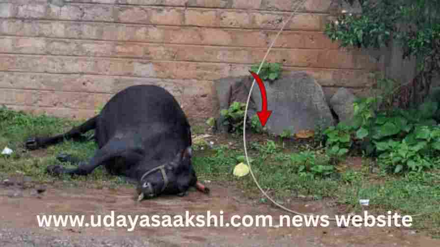 Shivamogga | Power line snapped and fell: Cow dies – a major tragedy averted! ಶಿವಮೊಗ್ಗ | ತುಂಡರಿಸಿ ಬಿದ್ದ ವಿದ್ಯುತ್ ಲೈನ್ : ಹಸು ಸಾವು – ತಪ್ಪಿದ ಭಾರೀ ದುರಂತ!