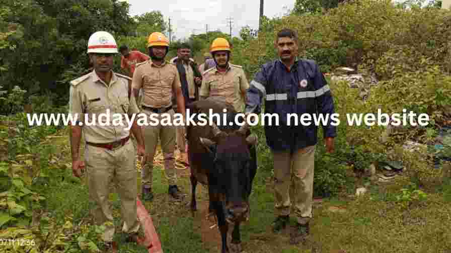 Shivamogga: A cow that fell into the upper Tunga canal was rescued! ಶಿವಮೊಗ್ಗ : ತುಂಗಾ ಮೇಲ್ದಂಡೆ ನಾಲೆಗೆ ಬಿದ್ದ ಆಕಳು ರಕ್ಷಣೆ!