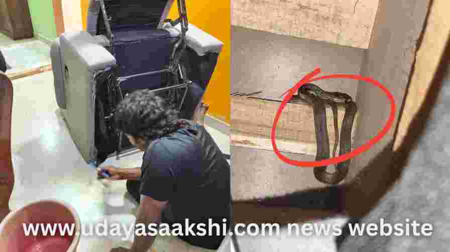 Shivamogga : A baby cobra was found hiding in the sofa chair of the house! ಶಿವಮೊಗ್ಗ : ಮನೆಯ ಸೋಫಾ ಕುರ್ಚಿಯಲ್ಲಿ ಅಡಗಿದ್ದ ನಾಗರಹಾವಿನ ಮರಿ!