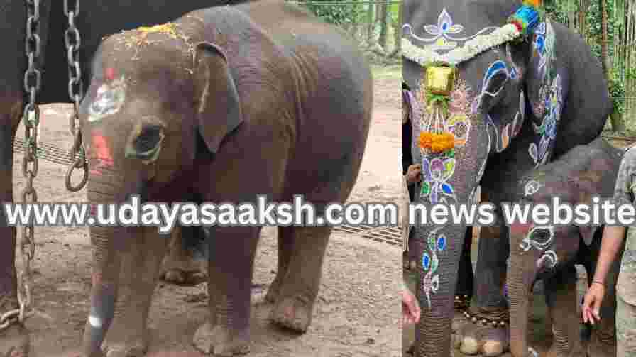 Shivamogga: Baby elephants at Sakrebailu shelter named! ಶಿವಮೊಗ್ಗ : ಸಕ್ರೆಬೈಲು ಬಿಡಾರದ ಮರಿ ಆನೆಗಳಿಗೆ ನಾಮಕರಣ!
