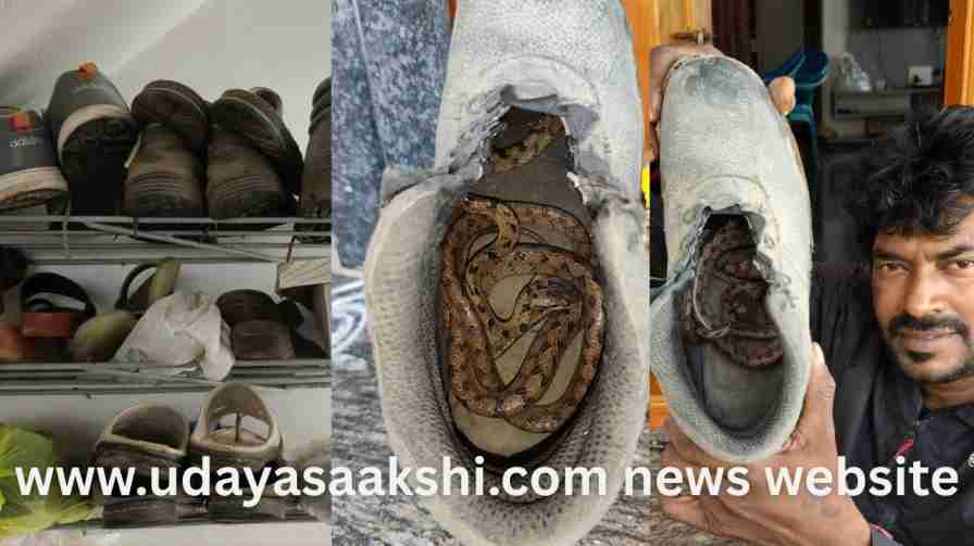 Shivamogga: Snake hidden inside shoe...! ಶಿವಮೊಗ್ಗ : ಶೂ ಒಳಗೆ ಅಡಗಿದ್ದ ಹಾವು...!