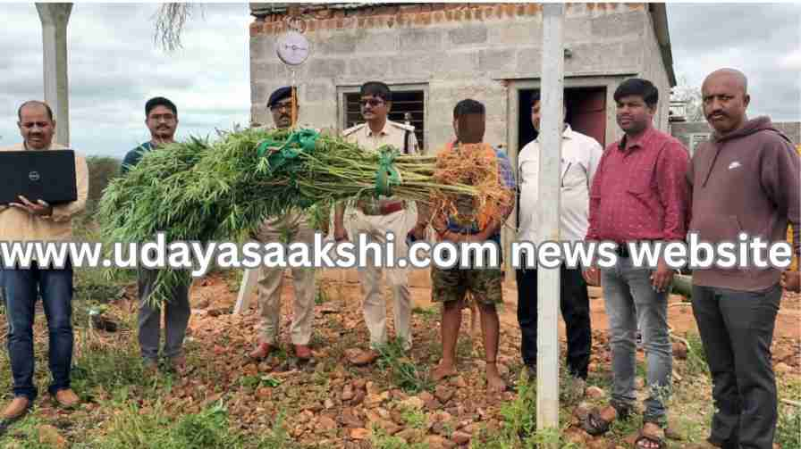 Shikaripura: Police discover marijuana crop in a farm! ಶಿಕಾರಿಪುರ : ಜಮೀನಿನಲ್ಲಿ ಗಾಂಜಾ ಬೆಳೆ ಪತ್ತೆ ಹಚ್ಚಿದ ಪೊಲೀಸರು!